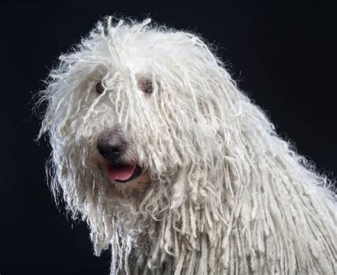 Komondor Temperament (Calm and Gentle) with a Protective Streak