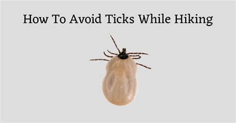 Effective Ways To Avoid Ticks While Hiking