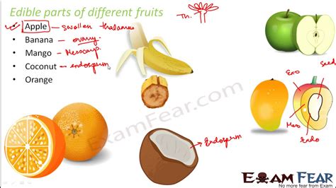 Biology Sexual Reproduction In Plants Part 19 Fruit Structure Parthenocarpy Class 12 Xii Youtube