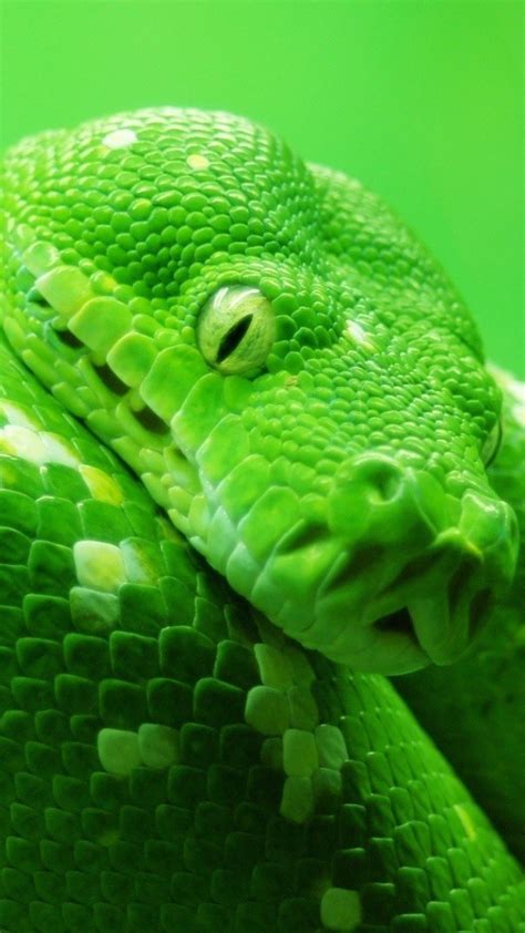 Snake, Green, 4k - Green Snake Wallpaper Iphone - 640x1138 Wallpaper ...