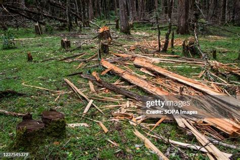 3,428 Illegal Logging Stock Photos, High-Res Pictures, and Images ...