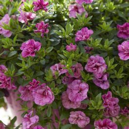 Calibrachoa Rosa Compre Barato Em Plantazon Pt