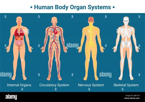 Organi Interni Del Corpo Umano Sistemi Circolatori Nervosi E