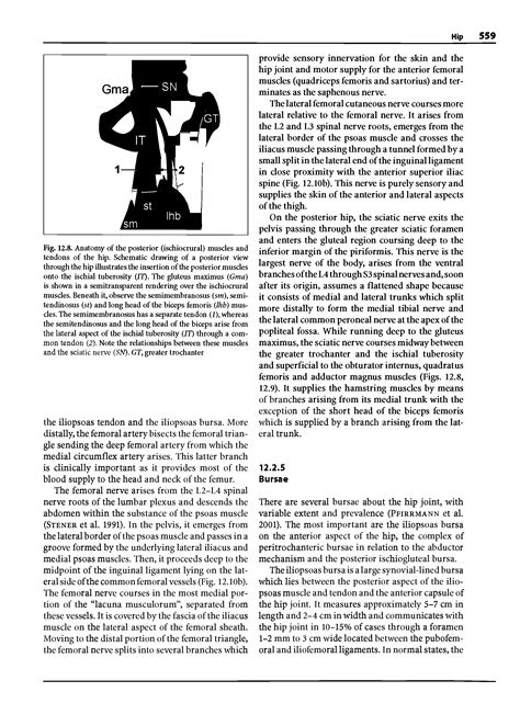 Biceps Femoris Muscle - Big Chemical Encyclopedia