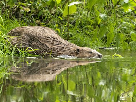 Environnement Alsace Le Castor En Terrain Conquis