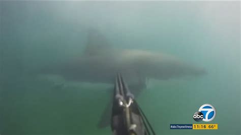 Gopro Captures Divers Frightening Encounter With Great White Shark Off