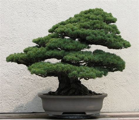 Evergreen Bonsai Trees Bonsai Tree Gardener