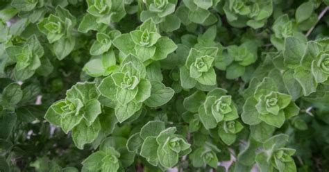 How To Grow Greek Oregano The Garden Magazine