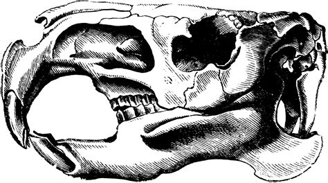 Beaver Skull Clipart Etc