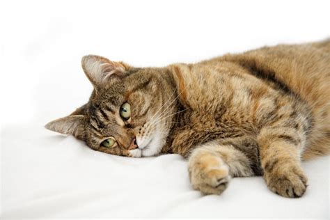 Learn The Causes And Treatment Of Seizures In Cats Sick Cat Cat