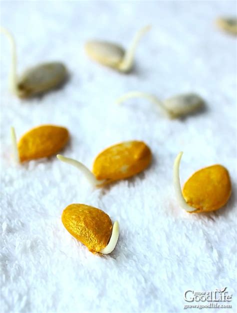 How to Pre-Sprout Seeds for Faster Germination