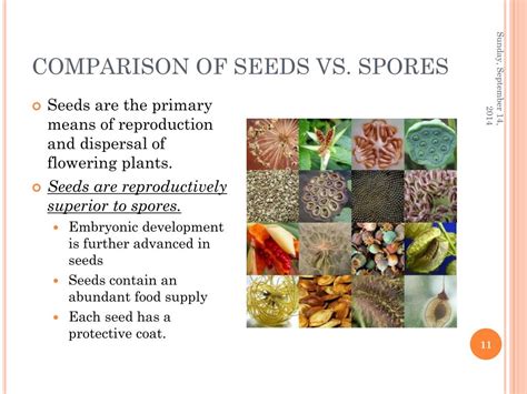 Ppt The Evolution” Of Seed Plants Powerpoint Presentation Free