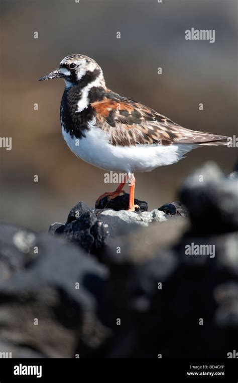 Uk Turnstone Hi Res Stock Photography And Images Alamy