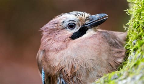 Gibside landscape garden and wildlife | National Trust