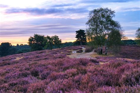 Westruper Heide Lavandula Germany Parks Sunrises And