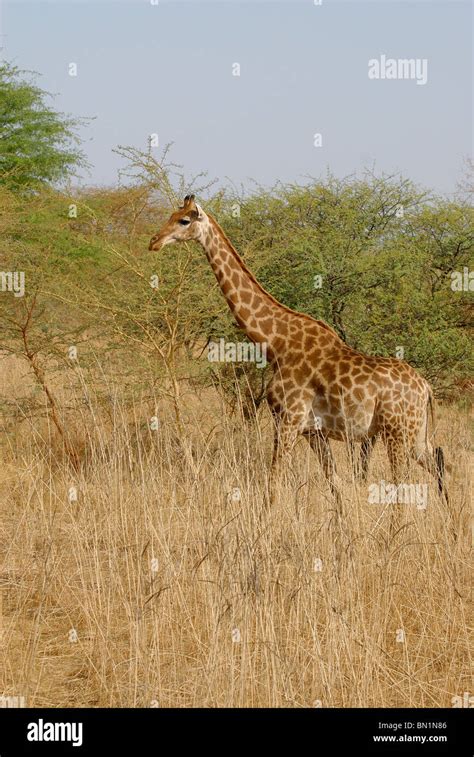 Giraffa camelopardalis, Giraffe Stock Photo - Alamy