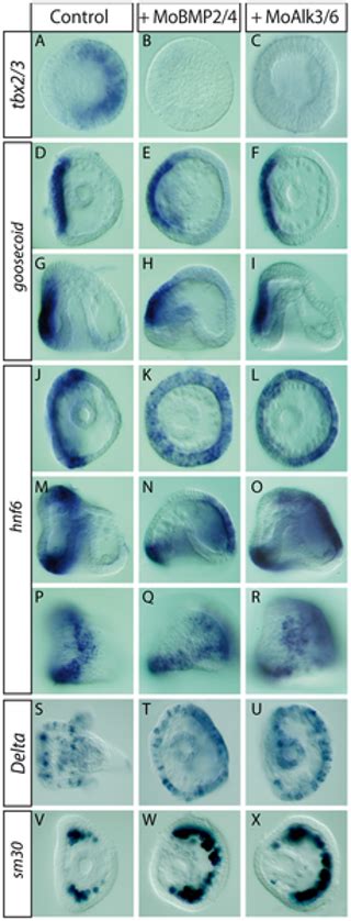 Patterning Of The Dorsal Ventral Axis In Echinoderms Insights Into The