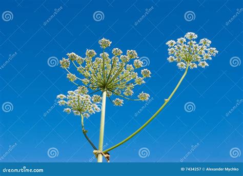 apiaceae umbelliferae stock image image  umbelliferae