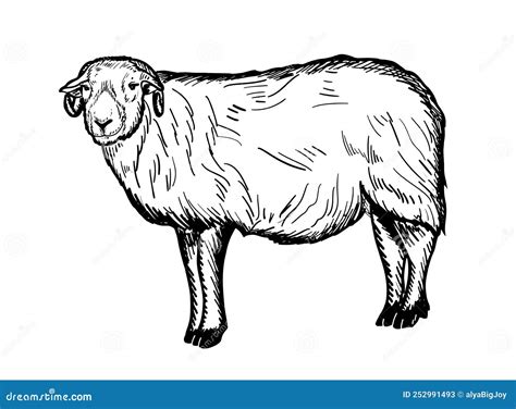 Ute Ram Sheep Hand Drawn Ink Sketch Side View Stock Vector