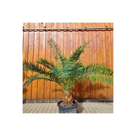 Phoenix Canariensis Kanarische Dattelpalme Kaufen