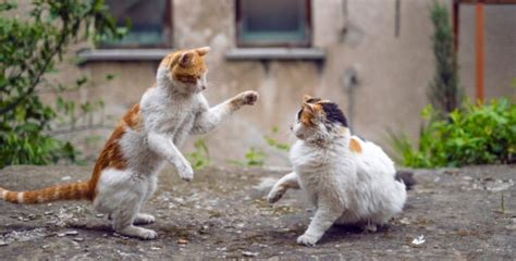 Redirected Aggression In Cats What Is It Pet Reader