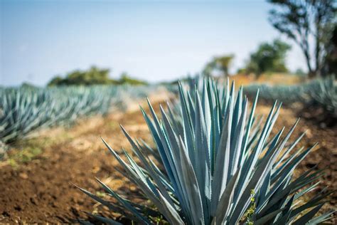 Agave Azul En El Tequila Olmeca Altos