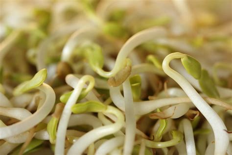 Health Benefits Of Fenugreek Sprouts Simply Sentient