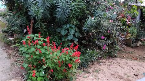 Tour pelo quintal da dona Maria jardim de vó plantas e Folhagens