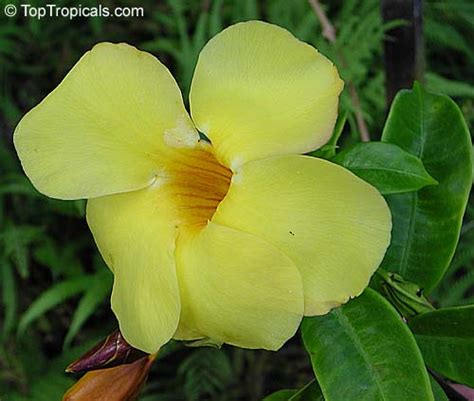 Allamanda Varieties: Brighten Your Garden Today