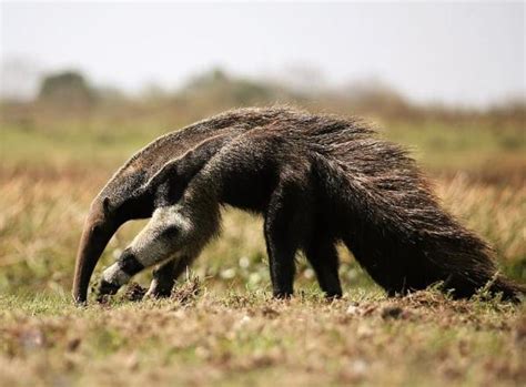 42 Animales En Peligro De ExtinciÓn En Nicaragua Nombres Y Fotos