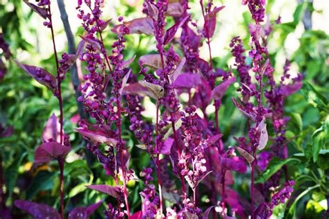 Orach: growing, care & uses - Plantura