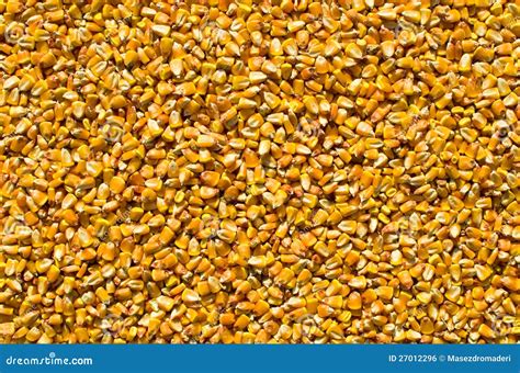 Corn Kernels Background Image Maize Stock Photo