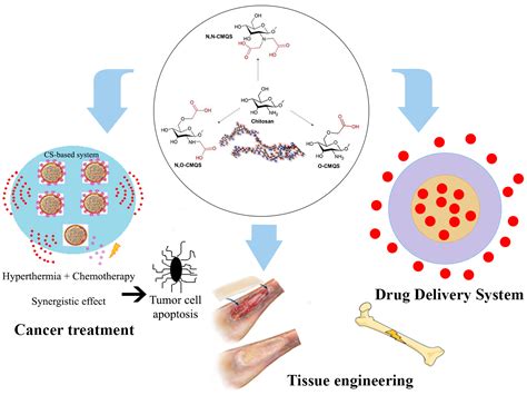 Materials Free Full Text A Review On Chitosans Uses As Biomaterial