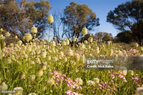 Gibson Desert Plants Photos and Premium High Res Pictures - Getty Images