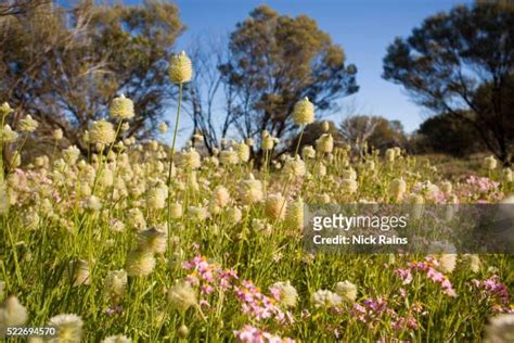 Gibson Desert Plants Photos and Premium High Res Pictures - Getty Images