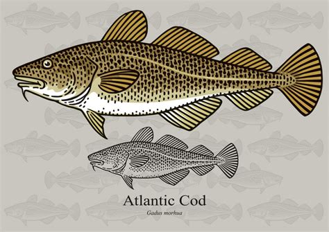 Atlantic Cod Facts & Information Guide - American Oceans