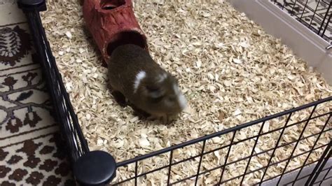 Guinea Pigs Exploring Cage Youtube