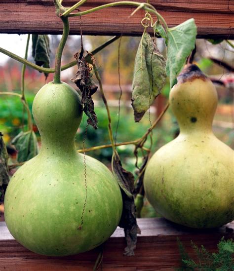How to Plant and Grow a Gourd