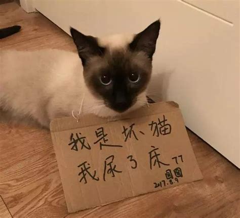 猫咪犯错后，有这几种表现，说明它意识到自己的错误了腾讯新闻