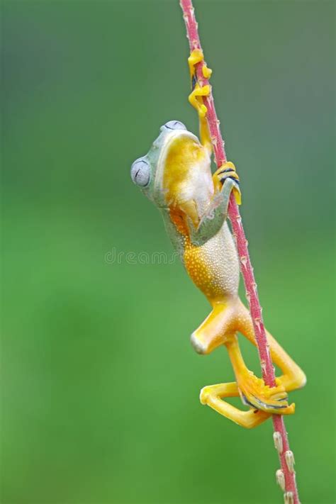 Flying Frog Javan Tree Frog Rhacophorus Reinwartii Stock Photo