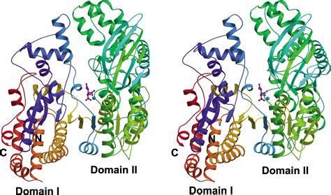 Structure of the Monomeric Isocitrate Dehydrogenase: Structure