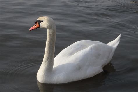 Swan Pájaro Fauna Foto gratis en Pixabay Pixabay