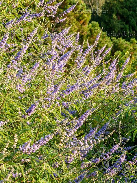 Images Plantes médicinales 50 Images de plantes et de jardins