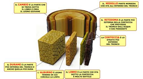 Il Legno Tecnologialanzi