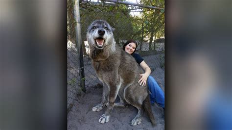 What Is The Largest Wolf Dog Breed