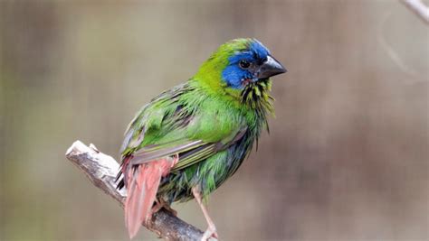 The Blue Faced Parrot Finch A Tropical Treasure