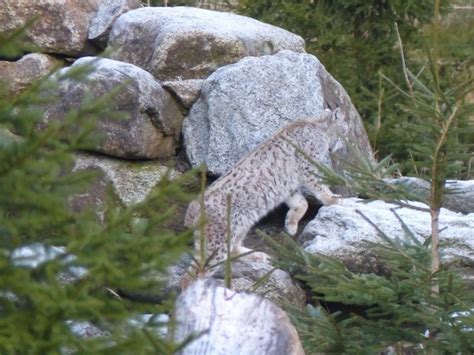 Lynx lynx (Linnaeus, 1758); rys ostrovid | BOTANY.cz