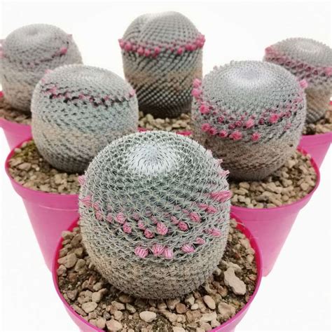 Mammillaria Pseudoperbella 14 Cm Cactaceae Giromagi Vendita Piante