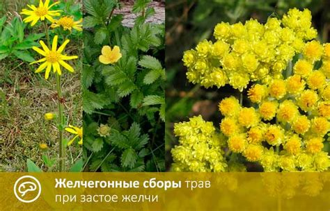 Желчегонные сборы 1, 2, 3. Инструкция по применению. Какой выбрать