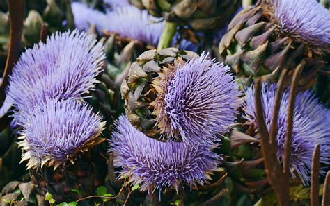 Artichokes Artichoke Flower · Free Photo On Pixabay